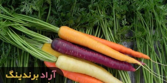 قیمت فروش هویج بنفش زرد